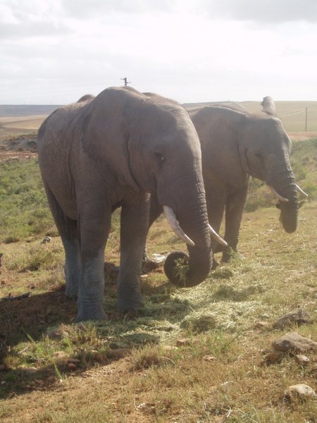 KeHa_in_South_Africa - 216